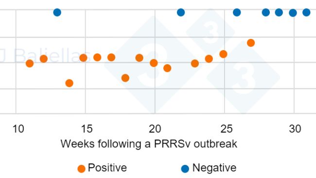 Figure&nbsp;1. Evolution of PCR Ct values in the weeks following a&nbsp;PRRS outbreak.
