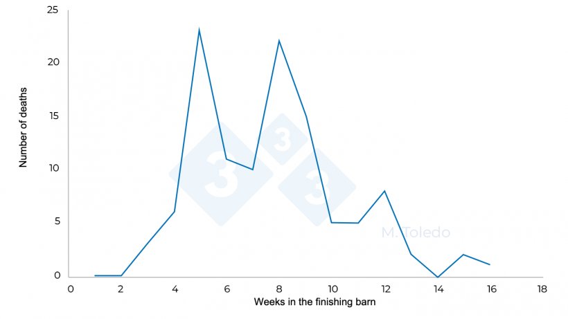 Figure 3. Evolution of the deaths in a finishing barn after medication: S4 - florfenicol in drinking water, S6 - injectable marbofloxacin, S8 -Tiamulin or Lincomycin in drinking water.
