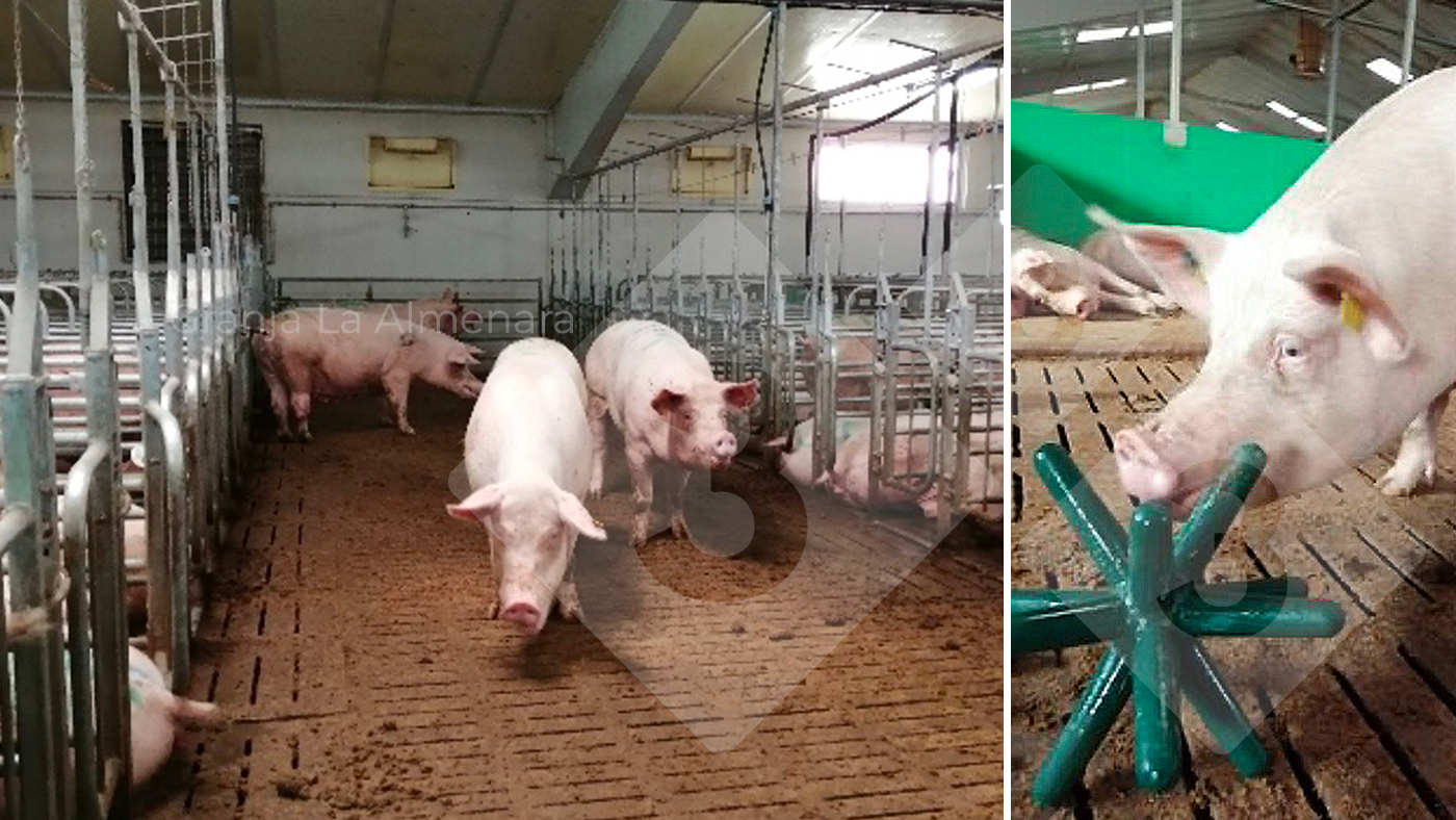 A visit to the award-winning pig farm, La Almenara - Articles - pig333, pig  to pork community