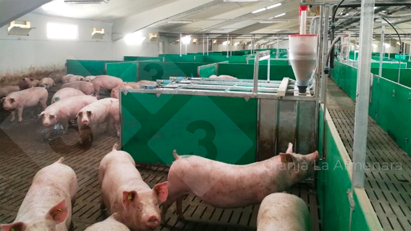 A visit to the award-winning pig farm, La Almenara - Articles - pig333, pig  to pork community