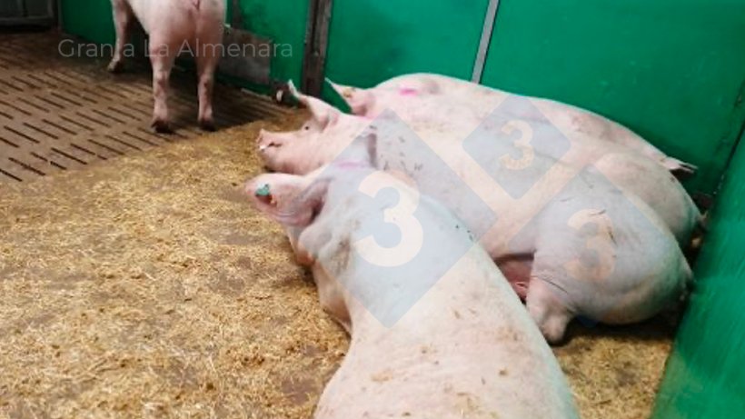 Photo 9: The resting areas in the gestation pens have a solid floor, which facilitates the incorporation of straw.
