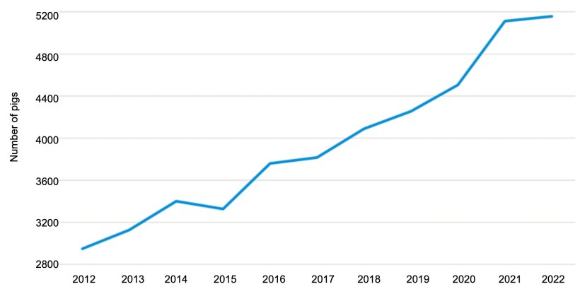 Average size of pig farms in Denmark. Source: Statistics Denmark.