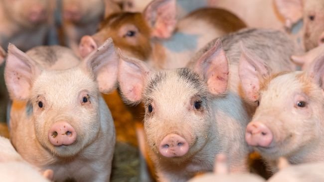 Novus: Intelligent nutrition comes to the animal protein industry - Company  news - pig333, pig to pork community