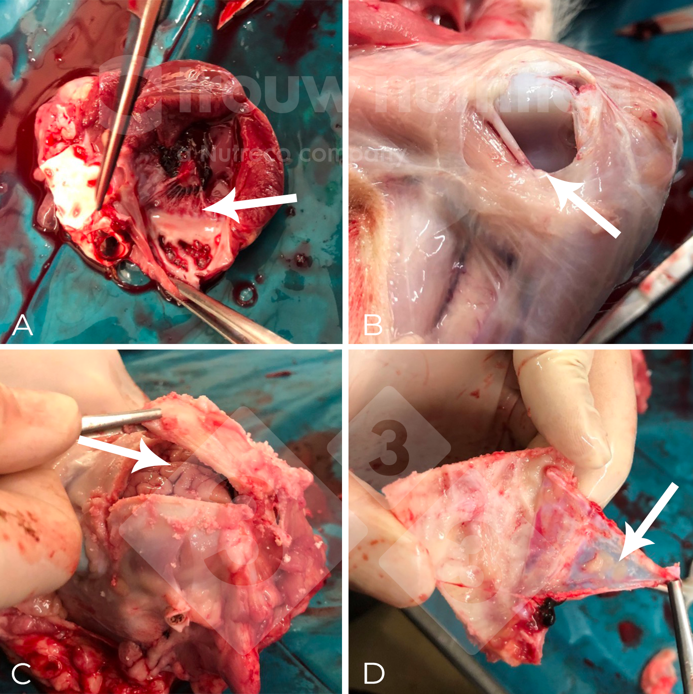 Metabolic standing and mineral homeostasis of pigs inflamed with S. suis – Articles