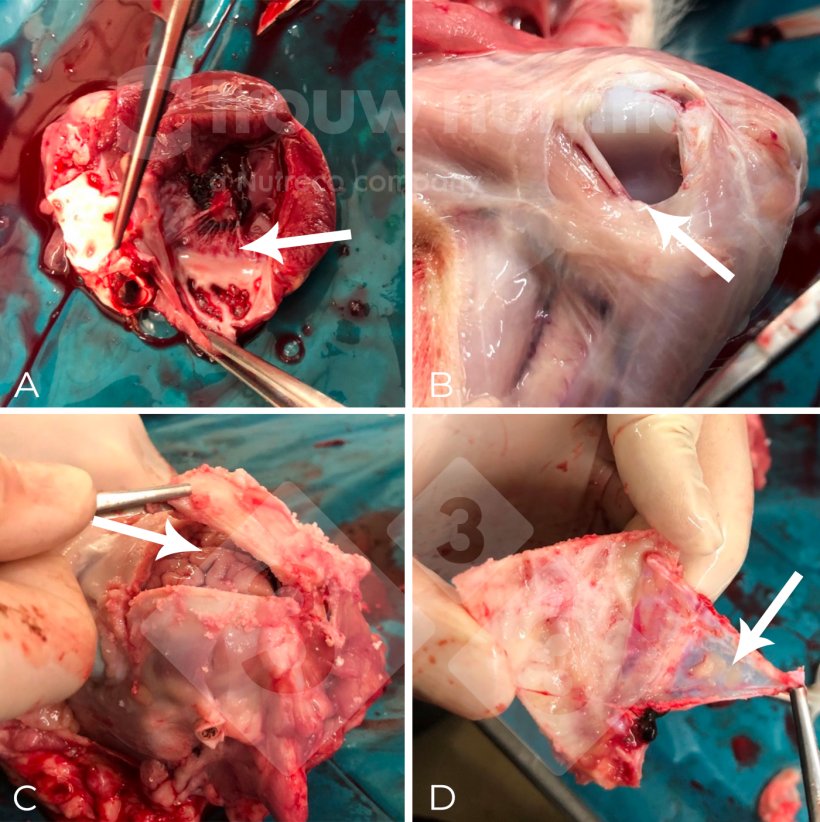 Figure 2. (A-C) Necropsy sampling locations including diffuse fibrinosuppurative meningitis macroscopical appearance (D). The etiological agent was confirmed as Streptococuss suis serotype 2 by serotyping and sequence type 1 by Multi Locus Sequence typing (MLST).
