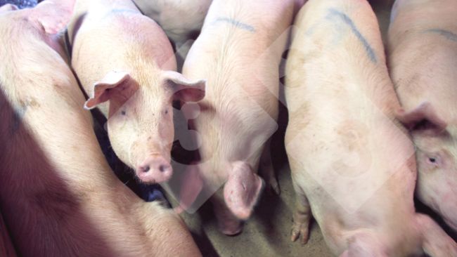 Figure 1.&nbsp;Grow-finish pigs.
