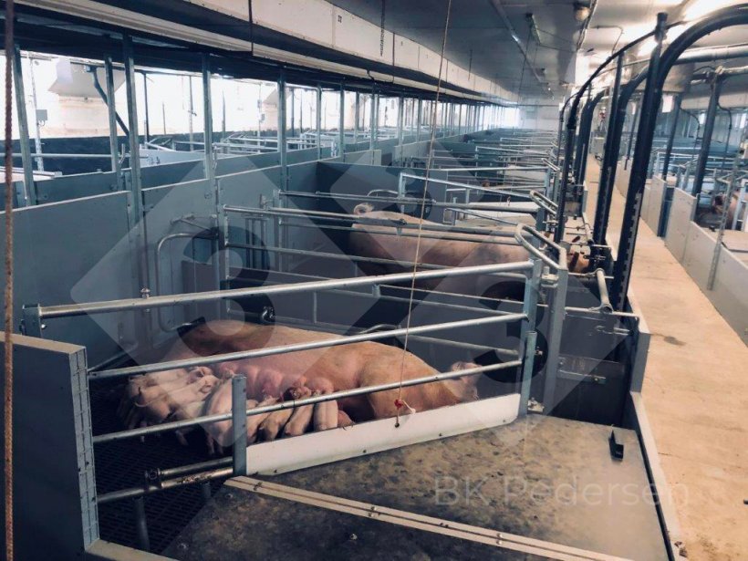 Figure 1. Germany farrowing pens.
