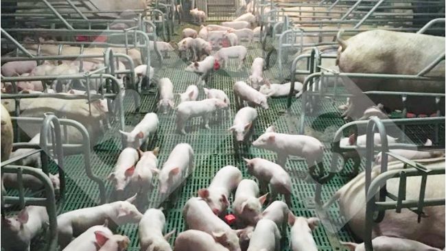 Figure&nbsp;1. A group of piglets socializing&nbsp;in the farrowing room.
