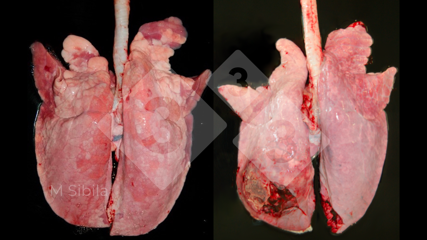 Learn how to review pulmonary lesions in pigs – Articles