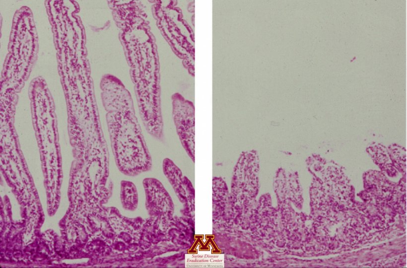 Vili atrophy due to rotavirus. From: Swine Diseases by Perle Zhitnitskiy, DVM, MSpVM. Photo source: Dr. Carlos Pijoan https://creativecommons.org/licenses/by-nc/4.0/