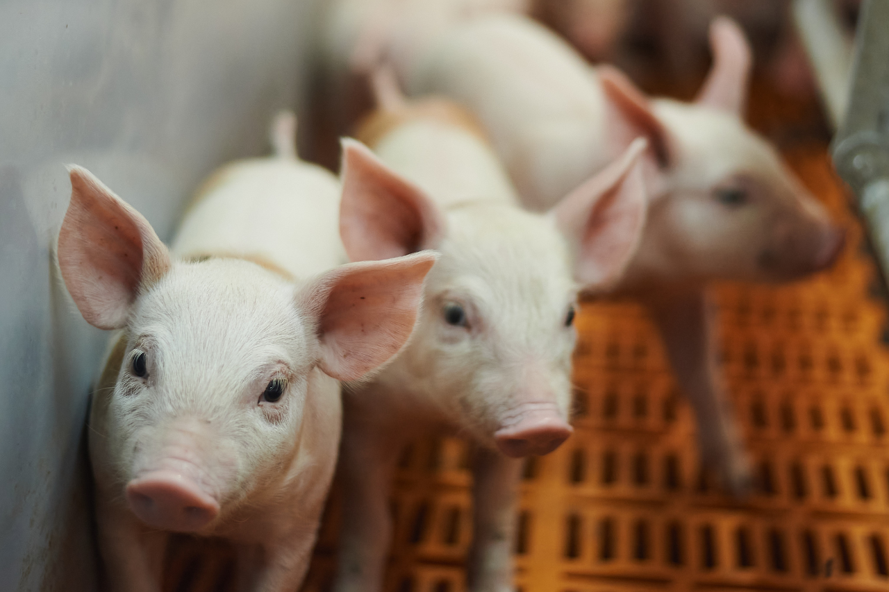 Argentina pig stock 2023 – Swine information