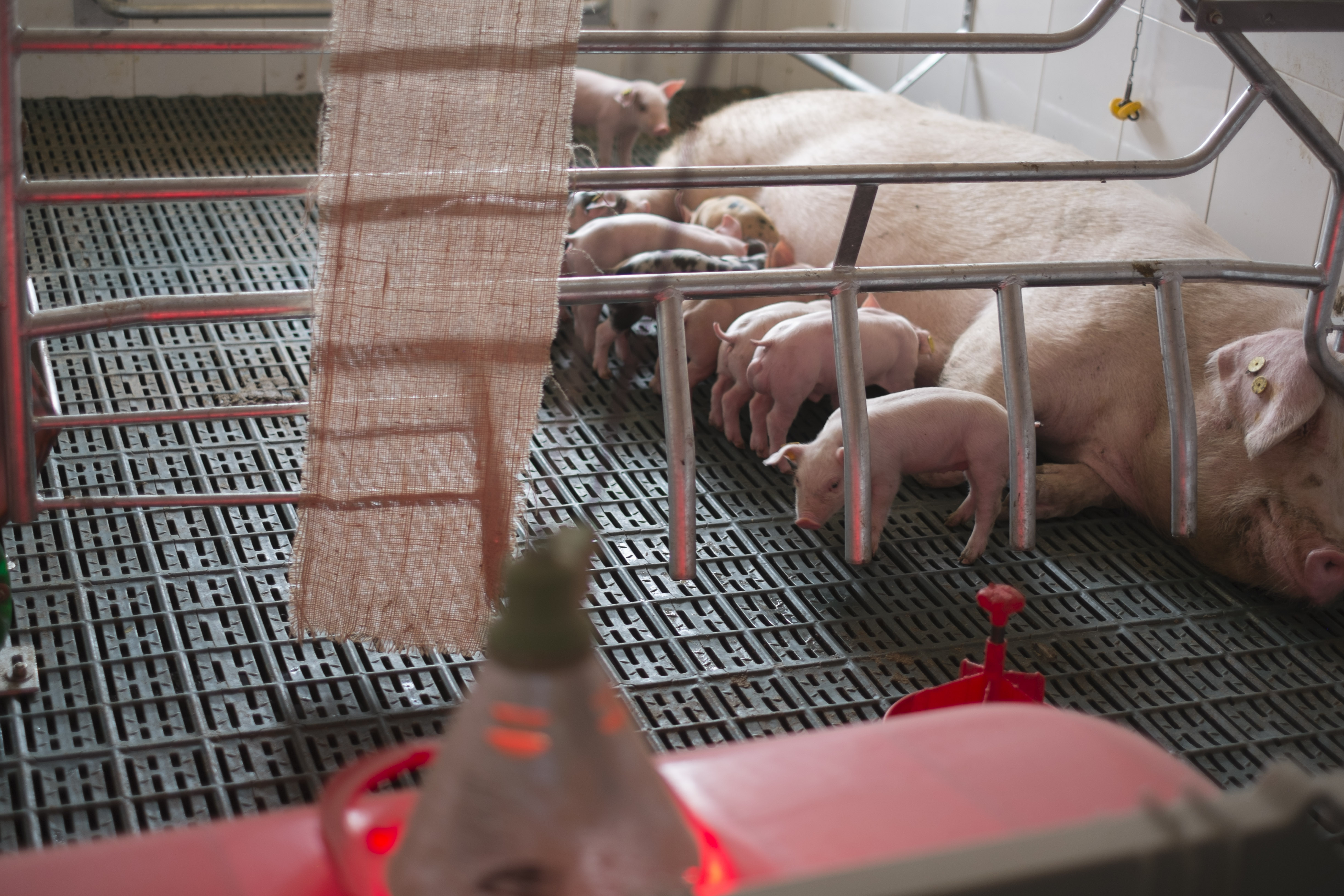 U.S. regulation to make sure state autonomy over agricultural practices – Swine information