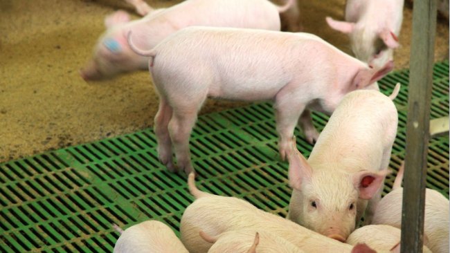 Pig stock decreases in Baden-Württemberg, Germany – Swine information