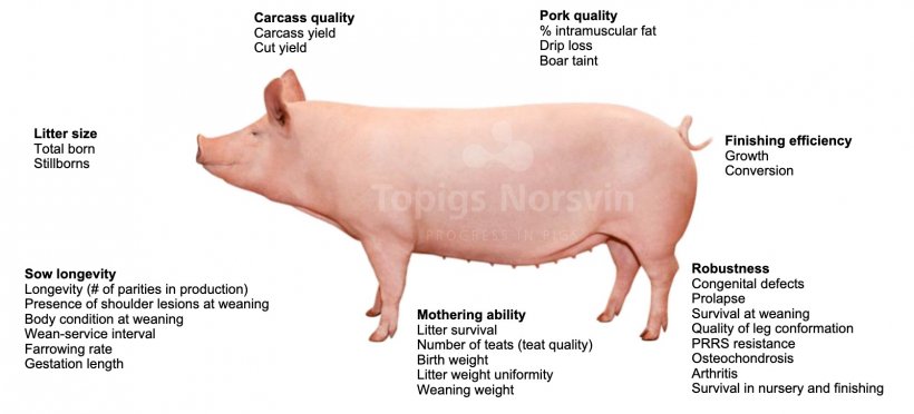 Parameters included in the selection target of line TN70
