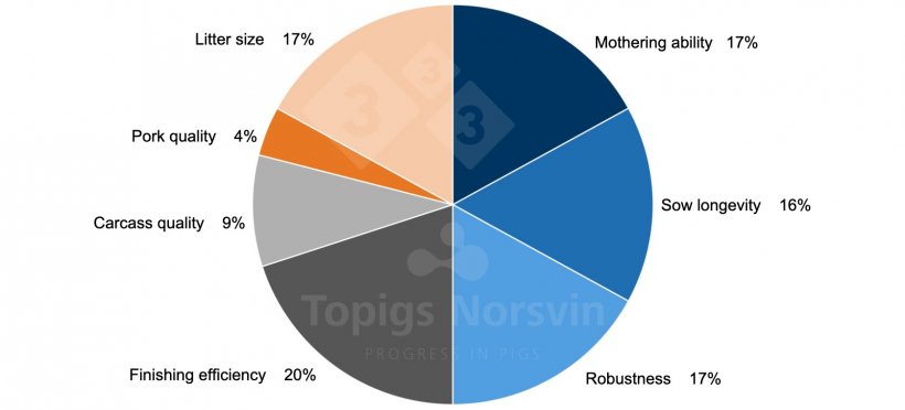 Figure 1. The 2023 selection target for TN70 includes 41 different traits. The selection objective reflects the&nbsp;vision for the TN70 as a highly self-sufficient hyperprolific sow that is set apart by her increased mothering ability and robustness.
