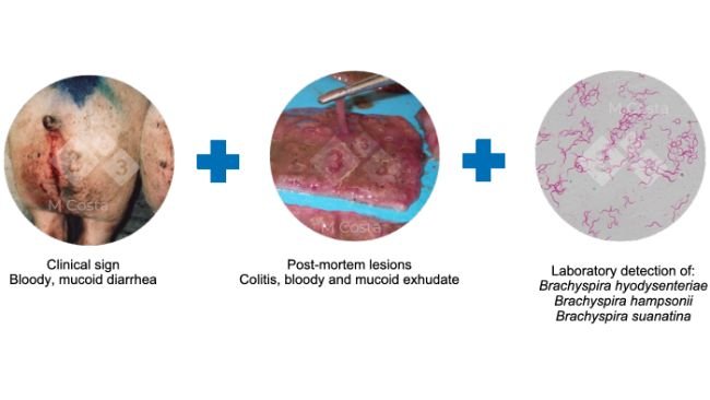 Figure 2. Triad of evidence suggested to confirm the diagnosis of swine dysentery in a given herd. 