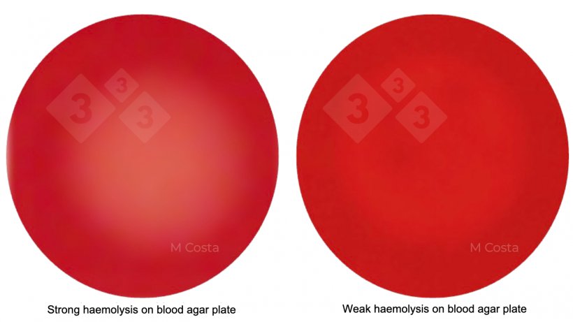 Figure 1. Visual difference between strongly haemolytic (left) and weakly haemolytic (right) Brachyspira strains. Photos taken from 5% sheep blood agar, transparency is indicative of haemolysis (breakdown of red blood cells).
