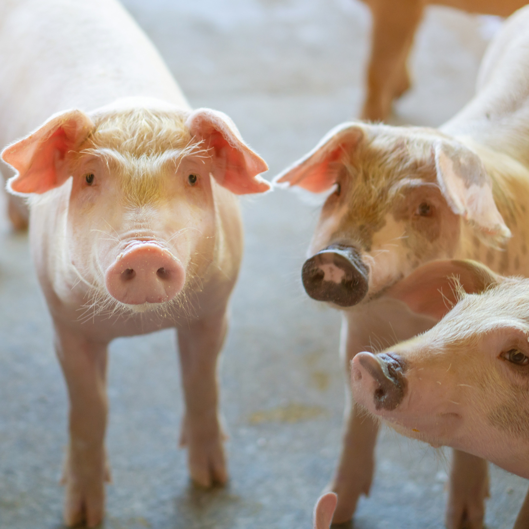 Santa Catarina’s swine manufacturing will increase 4.8% – Swine information