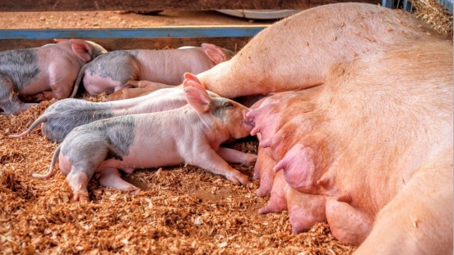 Germany’s pig stock continues to shrink – Swine information