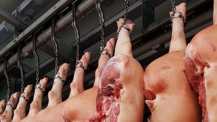 Traits in U.S. meat packing focus – Swine information