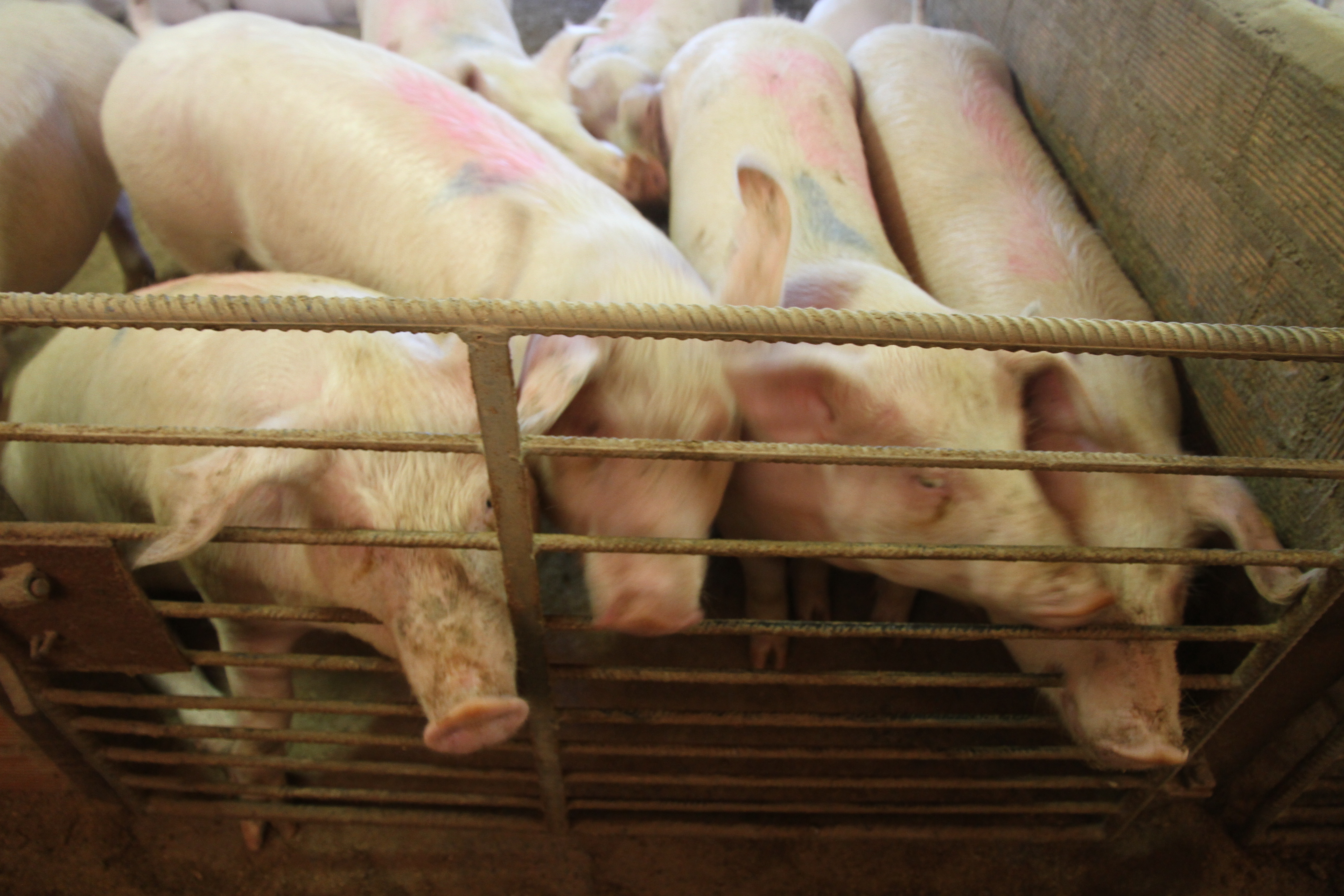 Find out about displays how ASF may spread and be managed within the U.S. – Swine information