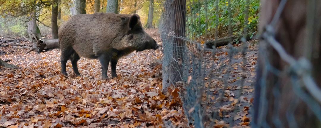 face an epidemic of African swine fever in wild boar? – Swine information