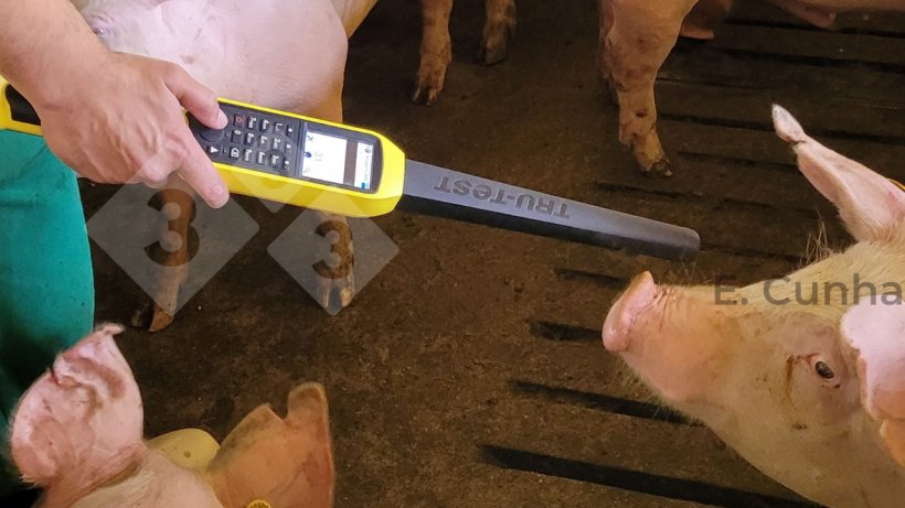 Photo 3. The employee&nbsp;identifies&nbsp;animals with the use of radio frequency (RFID). The electronic reading provides agility in animal identification and accuracy in data collection.
