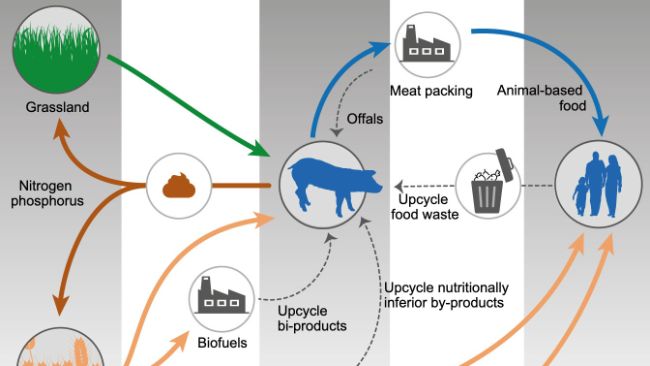 Adapted from&nbsp;Shurson and&nbsp;Urriola 2022.
