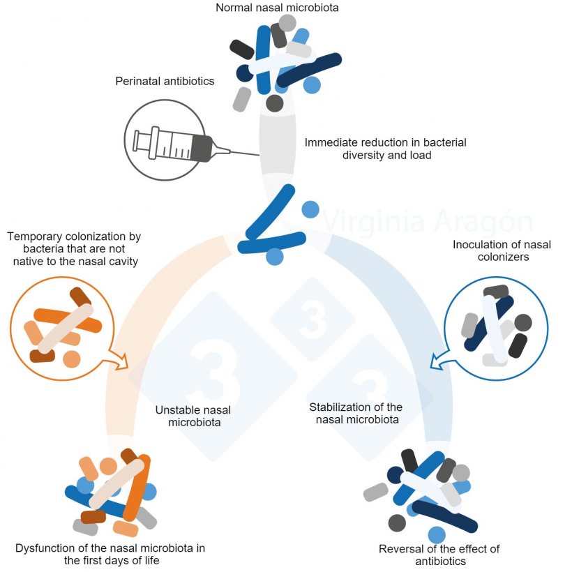 Figure&nbsp;1. Perinatal antibiotics produce a reduction in the bacterial load of the nasal microbiota that alters its diversity and composition.&nbsp;This alteration lasts longer when the dams&nbsp;are treated. Inoculation of nasal colonizers can reverse this effect.
