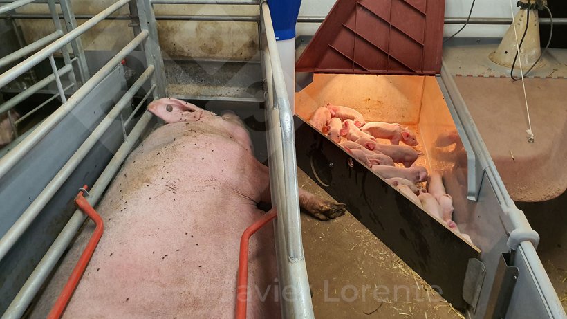 Piglets enclosed in the nest to begin split suckling.
