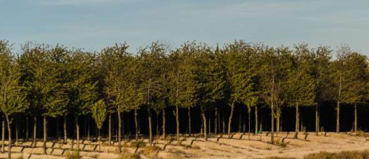 Hardwood forest crop&nbsp;in the middle of the Monegros desert.
