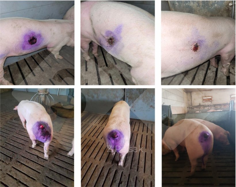 Figure 3. Results of treatment of skin wounds due to cannibalism.
