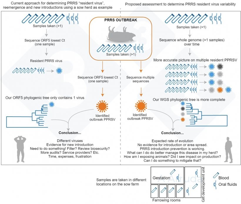 Figure&nbsp;1. Illustration of an example of current common approach for determining PRRSV variant within a farm (left panel), and our proposed assessment to determine PRRSV resident virus variability (right panel).
