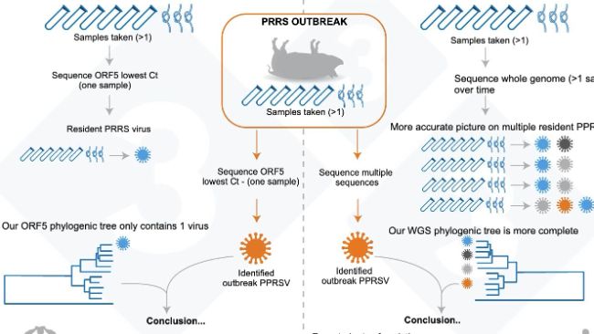 Figure&nbsp;1. Illustration of an example of current common approach for determining PRRSV variant within a farm (left panel), and our proposed assessment to determine PRRSV resident virus variability (right panel).
