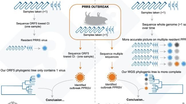 Figure 1. Illustration of an example of current common approach for determining PRRSV variant within a farm (left panel), and our proposed assessment to determine PRRSV resident virus variability (right panel).