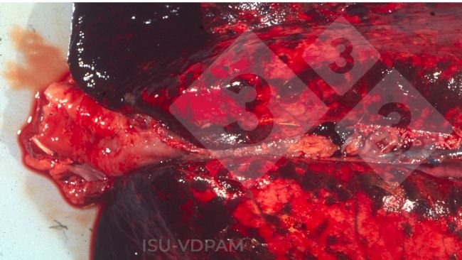 Figure 1: Typical necro hemorrhagic lung lesions associated with characteristic APP infection. Source: ISU-VDPAM.