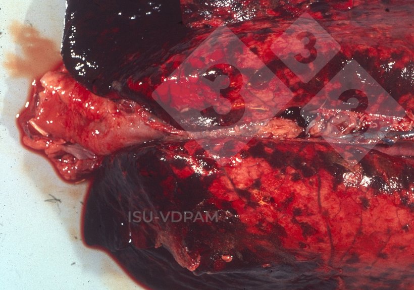 Figure 1: Typical necro hemorrhagic lung lesions associated with characteristic APP infection. Source:&nbsp;ISU-VDPAM.
