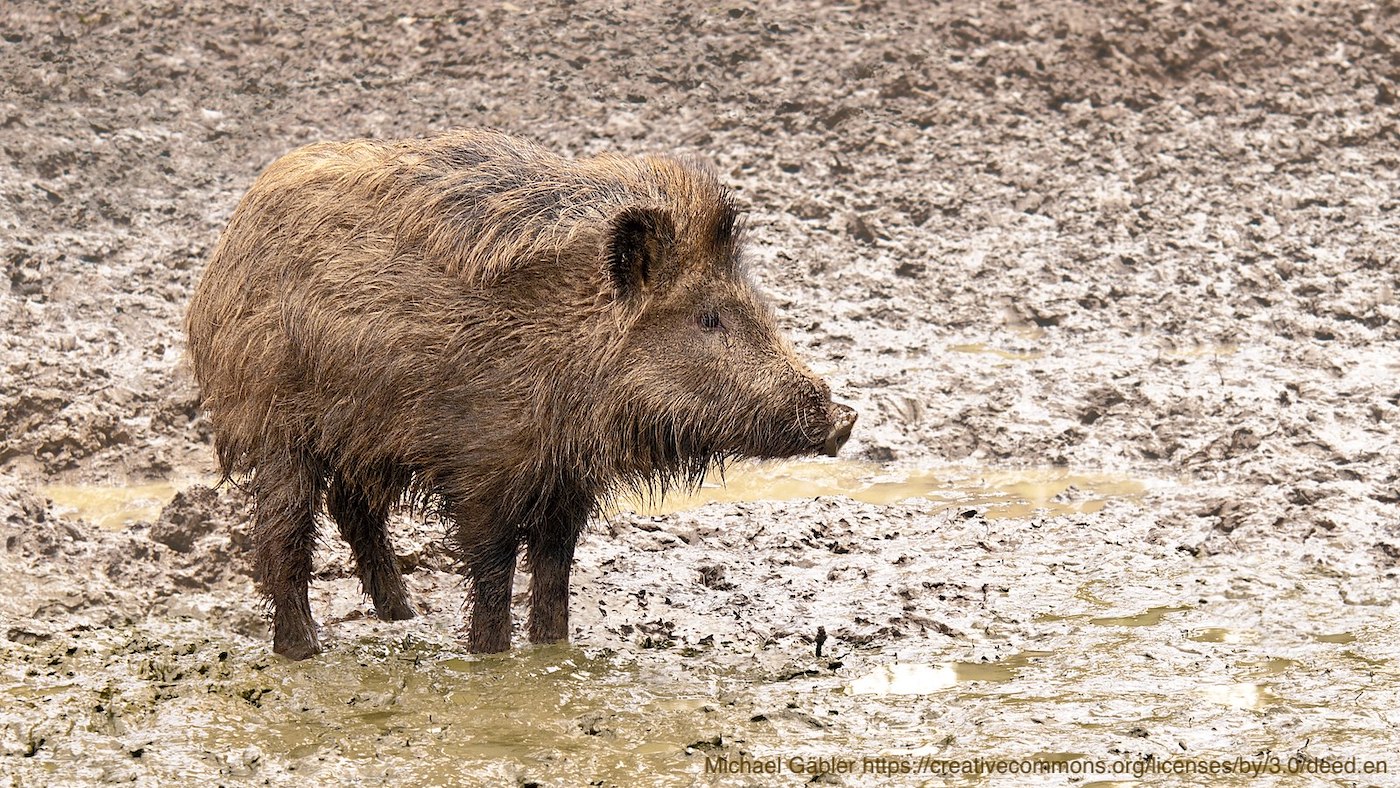 Norway will increase reimbursement for searching wild boar – Swine information