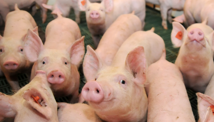 Business missions from South Korea overview pig well being controls in Brazil – Swine information