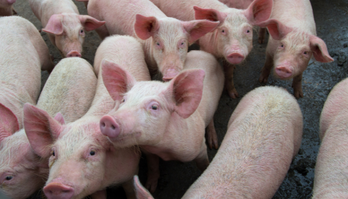 Outbreak of classical swine fever in Piauí, Brazil – Swine information