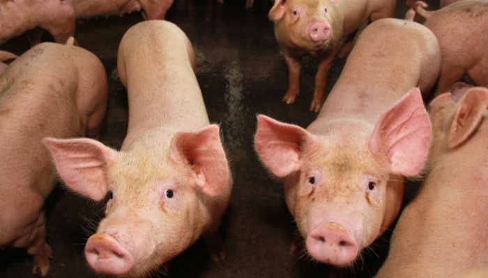 Alagoas has already vaccinated greater than 17,000 animals in opposition to CSF – Swine information