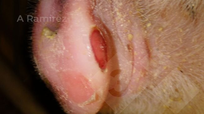 Figure 1. A pig’s nose demonstrating the classical lesions associated with vesicular disease including Foot and Mouth Disease. In this case the two vesicle have ruptured.