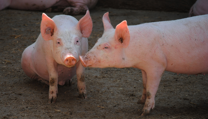 Brazil sees document 3rd quarter pig slaughter – Swine information