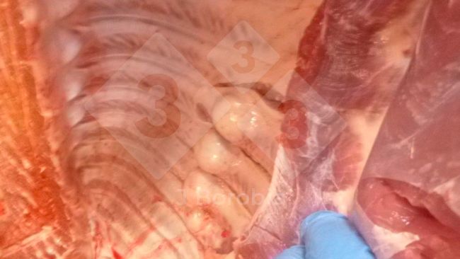 Figure 1. Midshaft bony exostoses on the ribs of a slaughtered pig.
