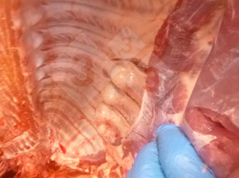 Figure 1. Midshaft bony exostoses on the ribs of a slaughtered pig.
