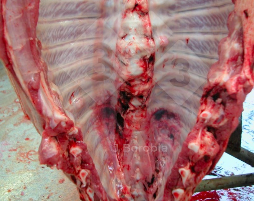 Figure 3. Midshaft bony exostoses on the ribs of dead pig on-farm.
