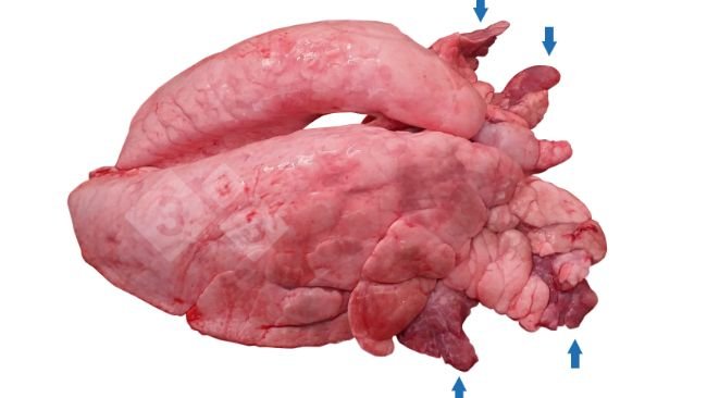 Figure 1. Cranioventral pulmonary consolidation (CVPC) in pig.
