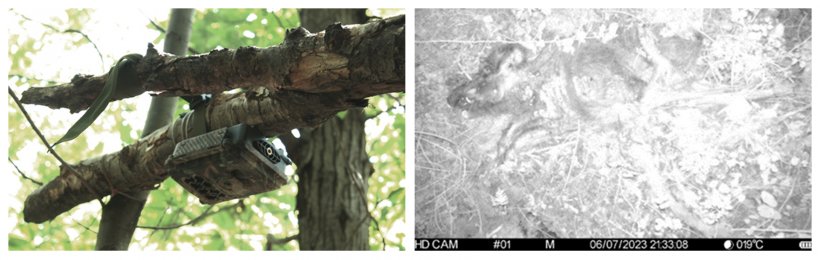 Camera trap control and night image of a wild boar positioned at a sampling site.
