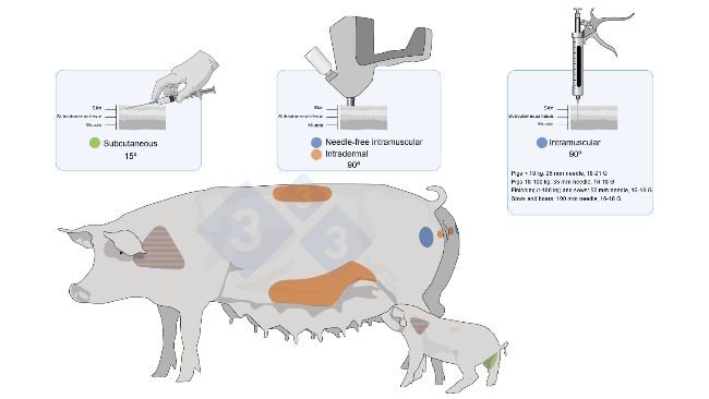 Figure 3. Vaccine&nbsp;application sites&nbsp;and types in pigs and piglets.
