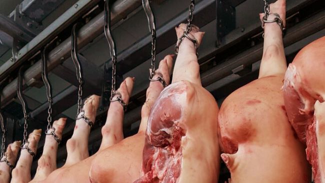 Pig production blog: swine nutrition, pig farming, - pig333, pig
